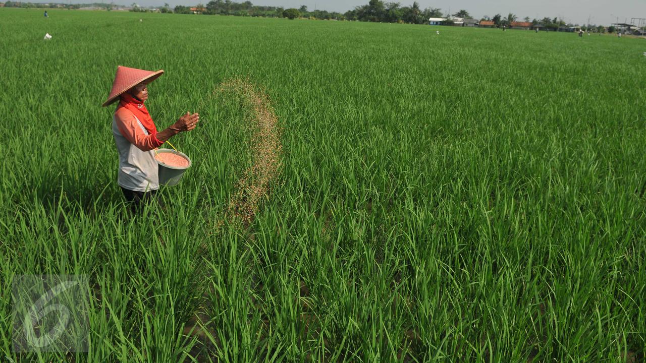 20160704-Pupuk Padi-Karawang- Gempur M Surya