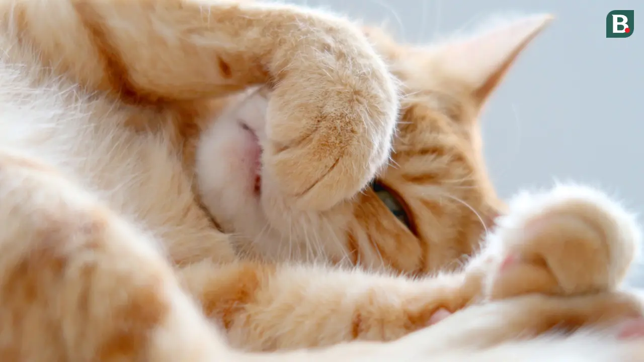 Hidung Kucing