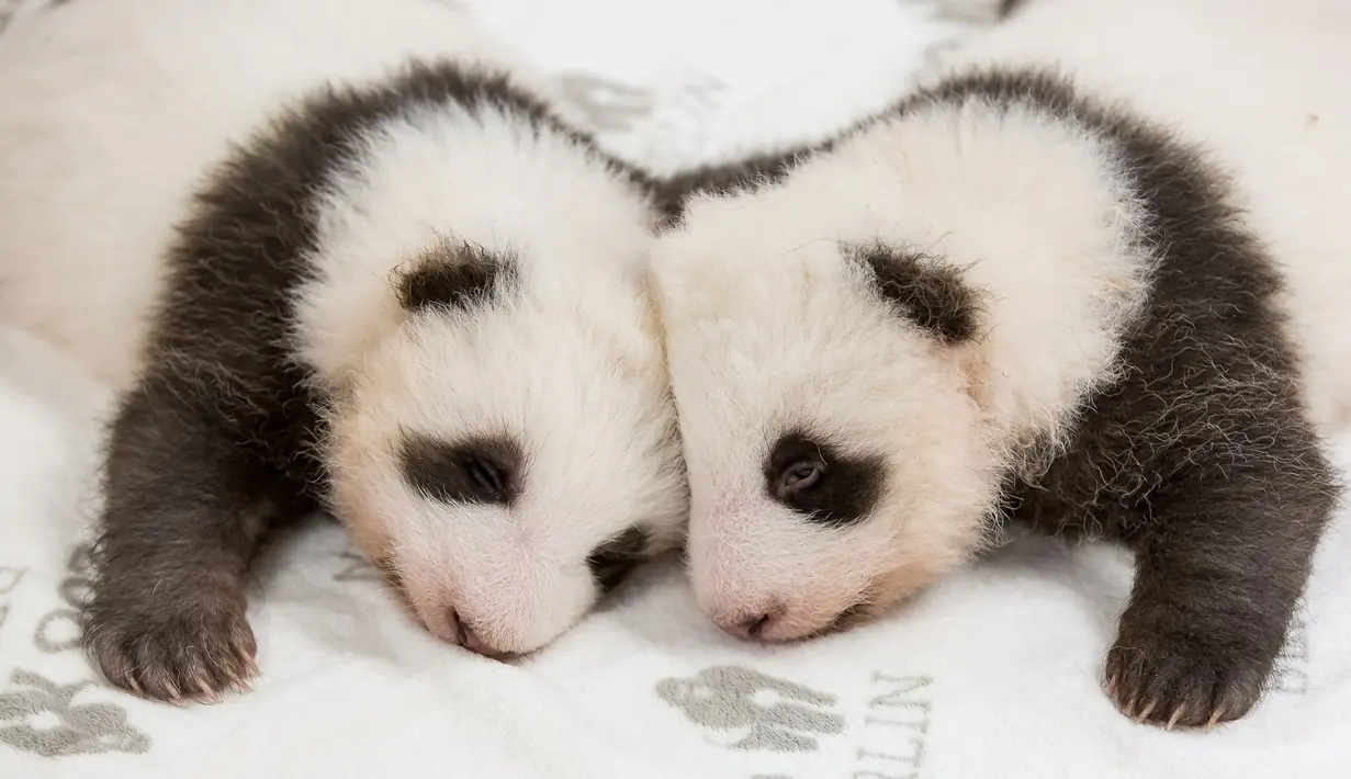 Dua anak panda kembar berusia dua bulan terlihat kebun binatang Zoologischer Garten di Berlin (1/11/2019). Dua anak panda kembar yang lahir pada tanggal 31 Agustus 2019 merupakan anak dari panda betina Meng Meng. (Stringer/Zoo Berlin/AFP)