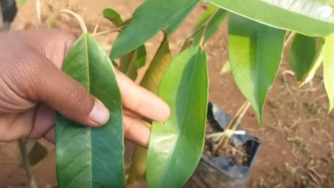 Selain Buah Daun Durian Juga Punya Manfaat Tak Terduga Lifestyle Liputan6 Com