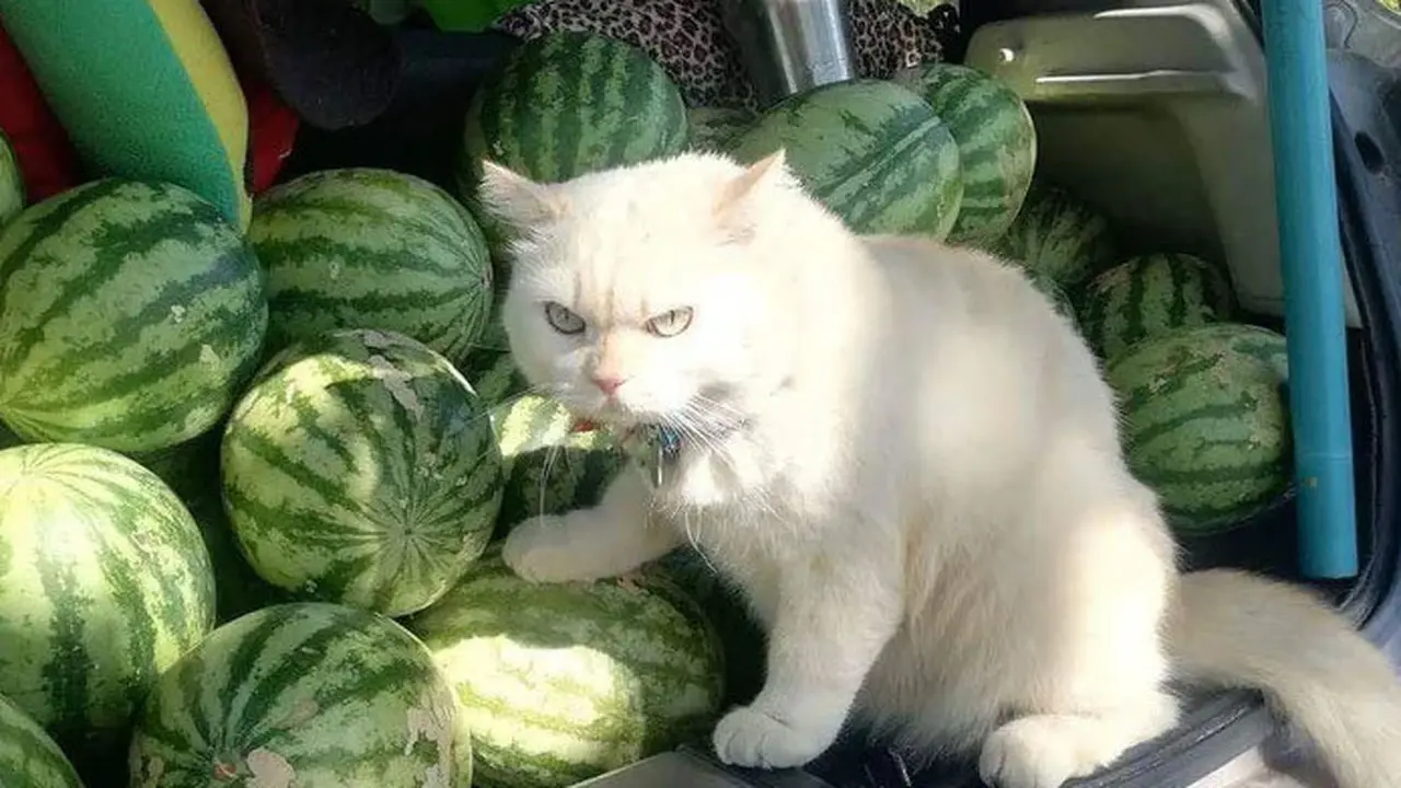 Punya Tampang Judes, Kucing Penjaga Semangka Ini Malah Disukai Netizen