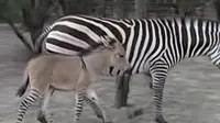 Meski fisiknya seperti keledai, namun Zonkey memiliki corak belang berwarna hitam putih seperti zebra. Lihat saja.