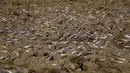 Kawanan belalang terlihat di tanah saat menyerbu lahan pertanian di Provinsi Dhamar, Yaman, pada 6 Juni 2020. (Xinhua/Mohammed Mohammed)