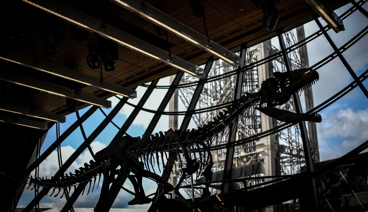 Kerangka dinosaurus yang sangat langka dipajang di lantai pertama Menara Eiffel, Paris, 2 Juni 2018. Dalam pelelangan, kerangka dinosaurus ini berhasil terjual kepada seorang kolektor seni asal Prancis yang tak disebutkan namanya (AFP/STEPHANE DE SAKUTIN)