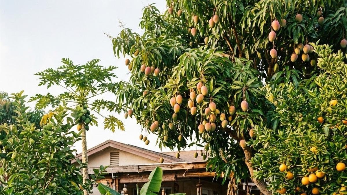 Cara Merawat Tanaman Buah di Pekarangan Rumah agar Berbuah Lebat di Musim Panen Awal Tahun