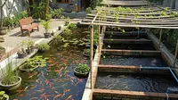 Ternak Ikan Hias vs Ikan Konsumsi Mana yang Menguntungkan?