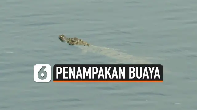 Kawanan buaya menampakkan diri di sungai Bengawan Solo Lamongan Jawa Timur. Namun warga tetap beraktivitas di sungai meski buaya tersebut kerap muncul.