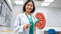 Fungsi Tubulus Kontortus Distal, Penting dalam Sistem Ekskresi Ginjal