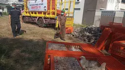 Pekerja menurunkan ayam di Kantor Dinas Pertanian Kota Semarang Jalan Slamet Riyadi, Rabu (26/6/2019). Sebanyak 11.000 ekor ayam hidup akan dibagikan gratis pada masyarakat Kota Semarang sebagai bentuk protes kepada pemerintah menyusul anjloknya harga broiler di pasaran. (Liputan6.com/Gholib)