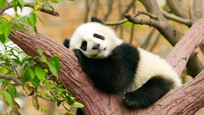 87 Gambar Lucu Panda Paling Keren