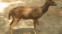Rusa Liar Porak-porandakan Rumah Duka Melbourne