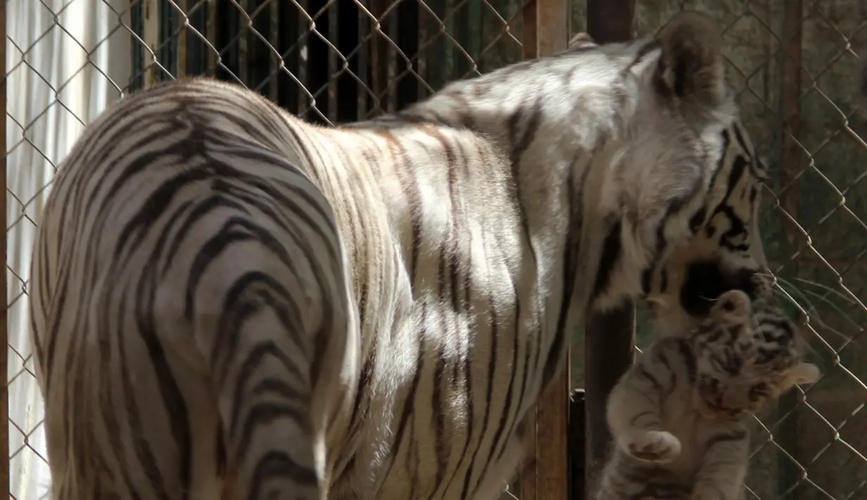 Harimau putih bernama Sascha membawa anaknya yang baru berumur satu bulan di San Jorge Zoo di Ciudad Juarez, Chihuahua, Meksiko, Kamis (18/5). Sascha  dan pasangannya adalah harimau putih yang disumbangkan dari sebuah sirkus. (AFP/HERIKA MARTINEZ)