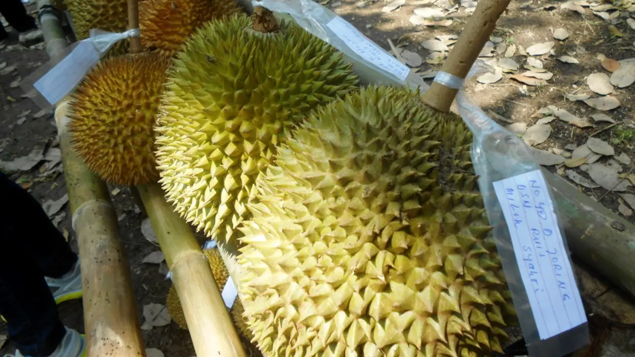 Durian Balaikarangan Kalimantan Barat 0815 1