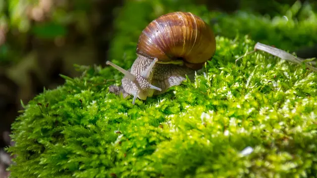 Struktur Tubuh Mollusca