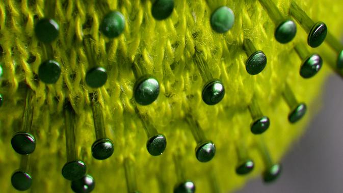 13 Obat Diare Yang Paling Ampuh Alami Dan Medis