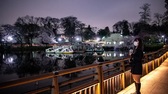Pesona Keindahan Bunga Sakura di Malam Hari