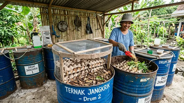 Hewan yang Bisa Diternak di Drum Bekas dengan Modal Minim. Gemini