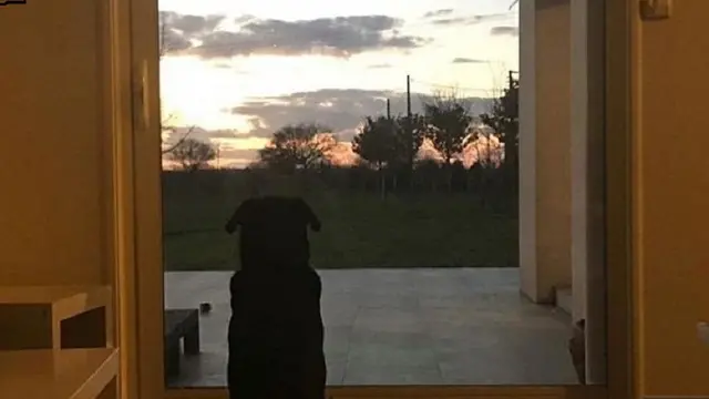 Anjing Emiliano Sala