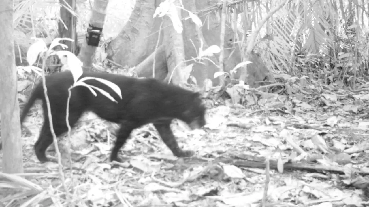 Penampakan macan kumbang di Nusakambangan. (Foto: Liputan6.com/BKSDA Jateng/Muhamad Ridlo)