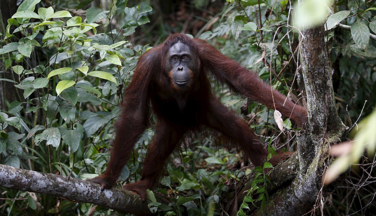 Seekor orang utan berpose saat difoto di Taman Nasional Tanjung Puting, Kalimantan Tengah, pada Selasa (16/6/2015). Penebangan hutan ancaman utama populasi orang utan, spesies kera besar yang dikenal akan kecerdasannya. (REUTERS/Darren Whiteside)