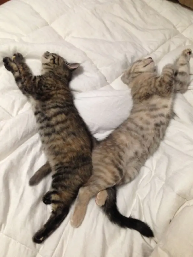 kucing