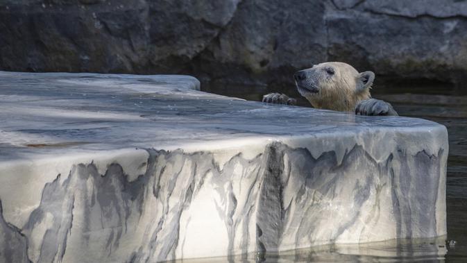 Hertha si beruang kutub berusaha naik ke gumpalan es buatan di kandangnya saat suhu mencapai lebih dari 30 derajat Celcius di kebun binatang Tierpark di Berlin, Jerman (26/7/2019). Rekor suhu terpanas baru tercatat di berbagai penjuru Eropa termasuk Jerman. (AFP Photo/John Macdougall)
