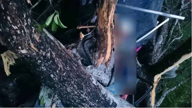 Minibus tertimpa pohon jati di Blora. (Liputan6.com/Moch Harun Syah)