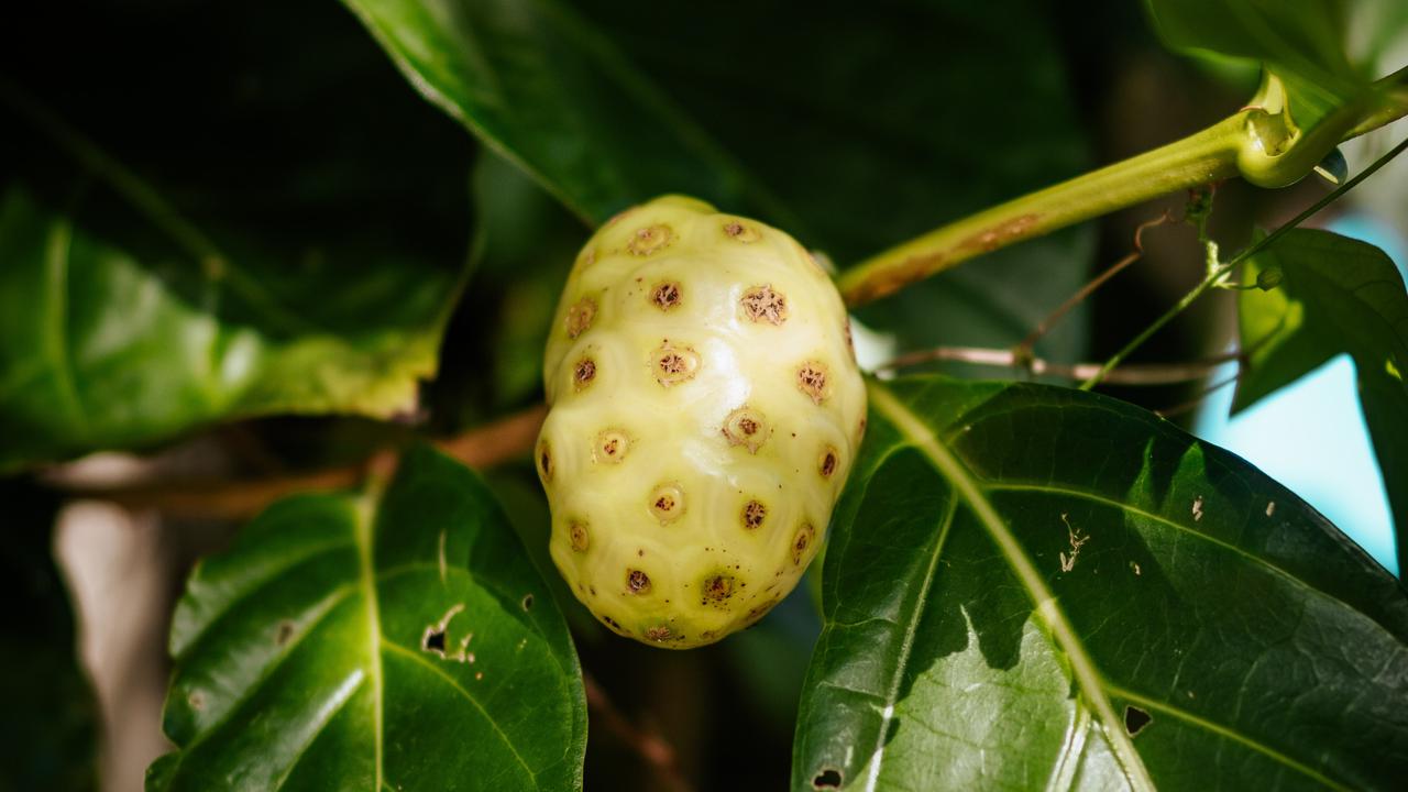 8 Manfaat Mengkudu Bagi Kesehatan, Bantu Atasi Kolesterol, Diabetes dan Asam Urat