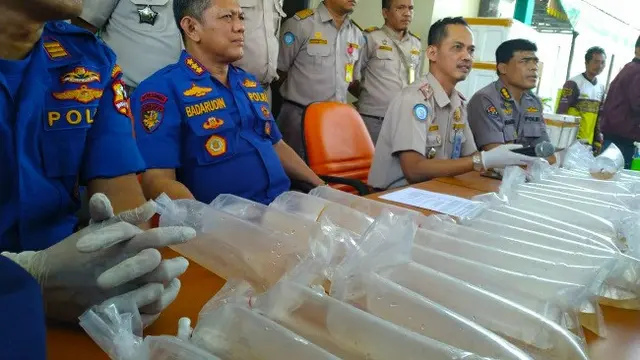 Kantong berisi ribuan benih baby lobster disita polisi dari penyelundup dengan tujuan Malaysia.