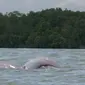 Dua Pesut Mahakam (Orcaella brevirostris) berenang di Teluk Balikpapan, yang diambil gambarnya oleh Stanislav Lhota, ilmuwan dari Departemen Zoologi, Universitas South Bohemia Republik Chechnya. (Anta