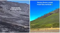 Potret Savana Bromo Kembali Menghijau. (Sumber: TikTok/@hokindtri dan TikTok/@moment.story7)