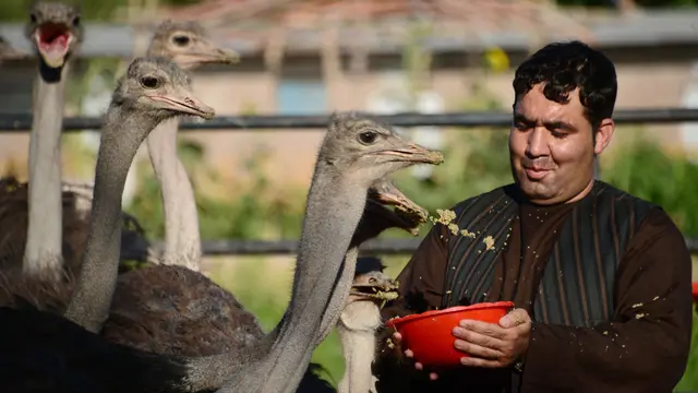Peternakan Burung Unta