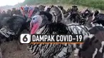 kalkun kecil