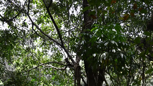 Pohon keeri atau Hopea celebica di dalam kawasan taman nasional (foto: FN Noni)
