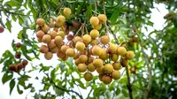 Cara Merangsang Kelengkeng Berbuah di Luar Musim untuk Meningkatkan Produktivitas Panen