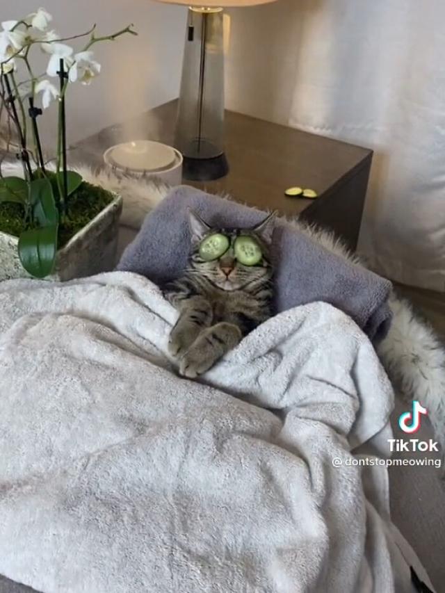Viral, Aksi Kucing Sedang Spa Bersama Pemiliknya Ini Bikin Gemas.