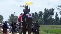 Nazar Ibu Mertua, Pengantin Pria Naik Gajah ke Rumah Calon Istri