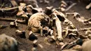 Sejumlah tengkorak dan tulang manusia dari pertempuran Tollensetal sekitar tahun 1250 SM dipajang selama pameran di Museum Martin-Gropius-Bau di Berlin, Jerman (20/9). (AP Photo/Frank Jordans)