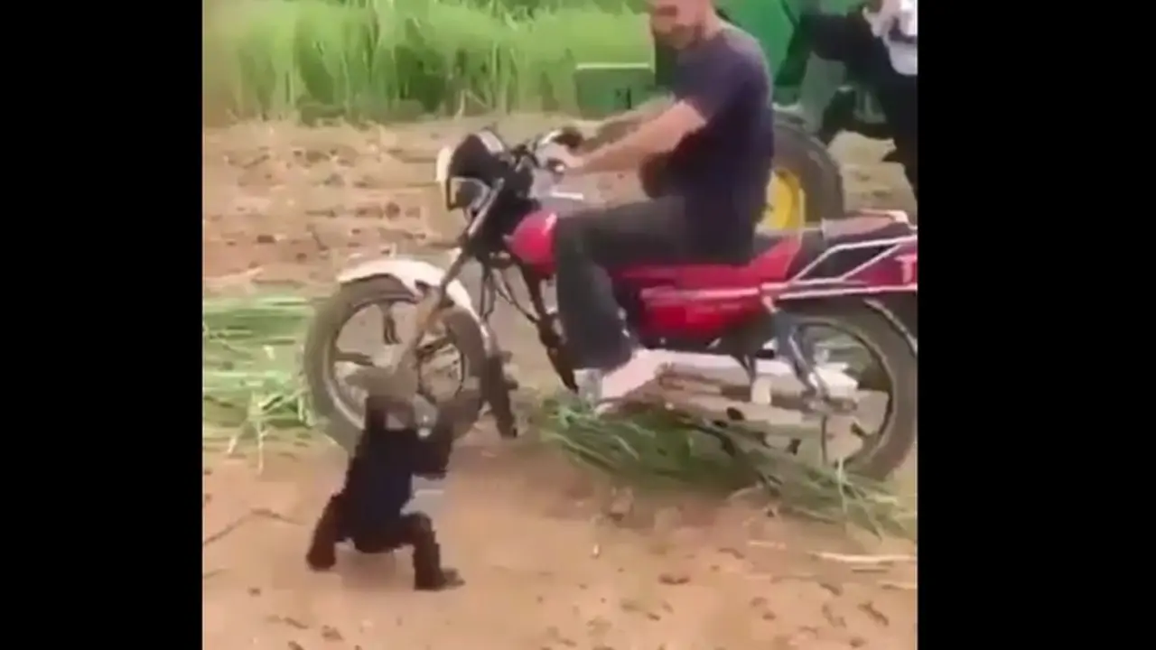 Monyet Ngamuk Tidak Diajak Naik Motor