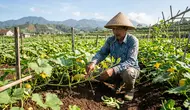 Cara Menanam Labu dari Biji hingga Panen, Panduan Lengkap untuk Pemula di Lahan Terbatas