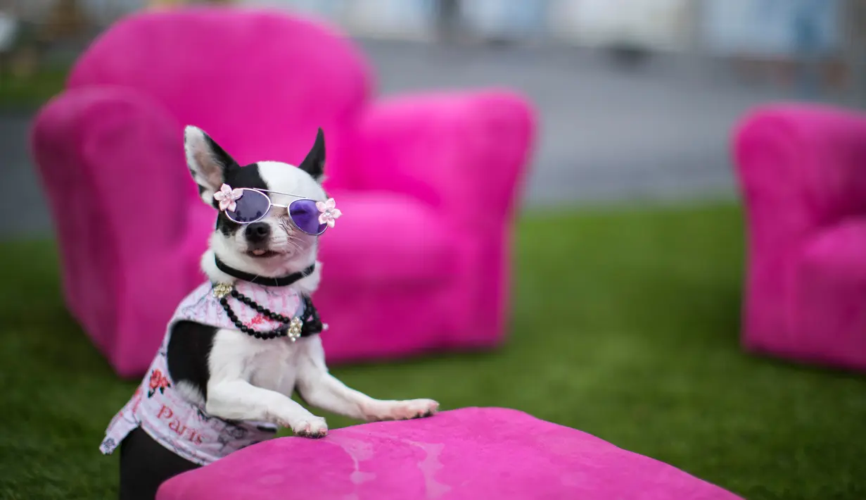 Anjing Chihuahua berpose di instalasi seni bertajuk "The Conclave" karya Graham Caldwell selama pameran Dogumenta di Manhattan, AS, 11 Agustus 2017. Pameran yang menampilkan 10 patung dan instalasi seni ini dibuat khusus untuk anjing. (AP/Mary Altaffer)