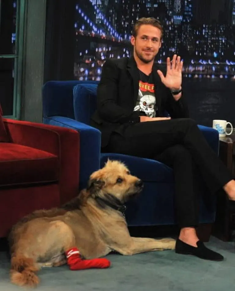 Begini cerita haru Ryan Gosling saat mengenang anjing kesayangannya. (Sumber Foto: Theo Wargo/Getty Images/Buzzfeed)