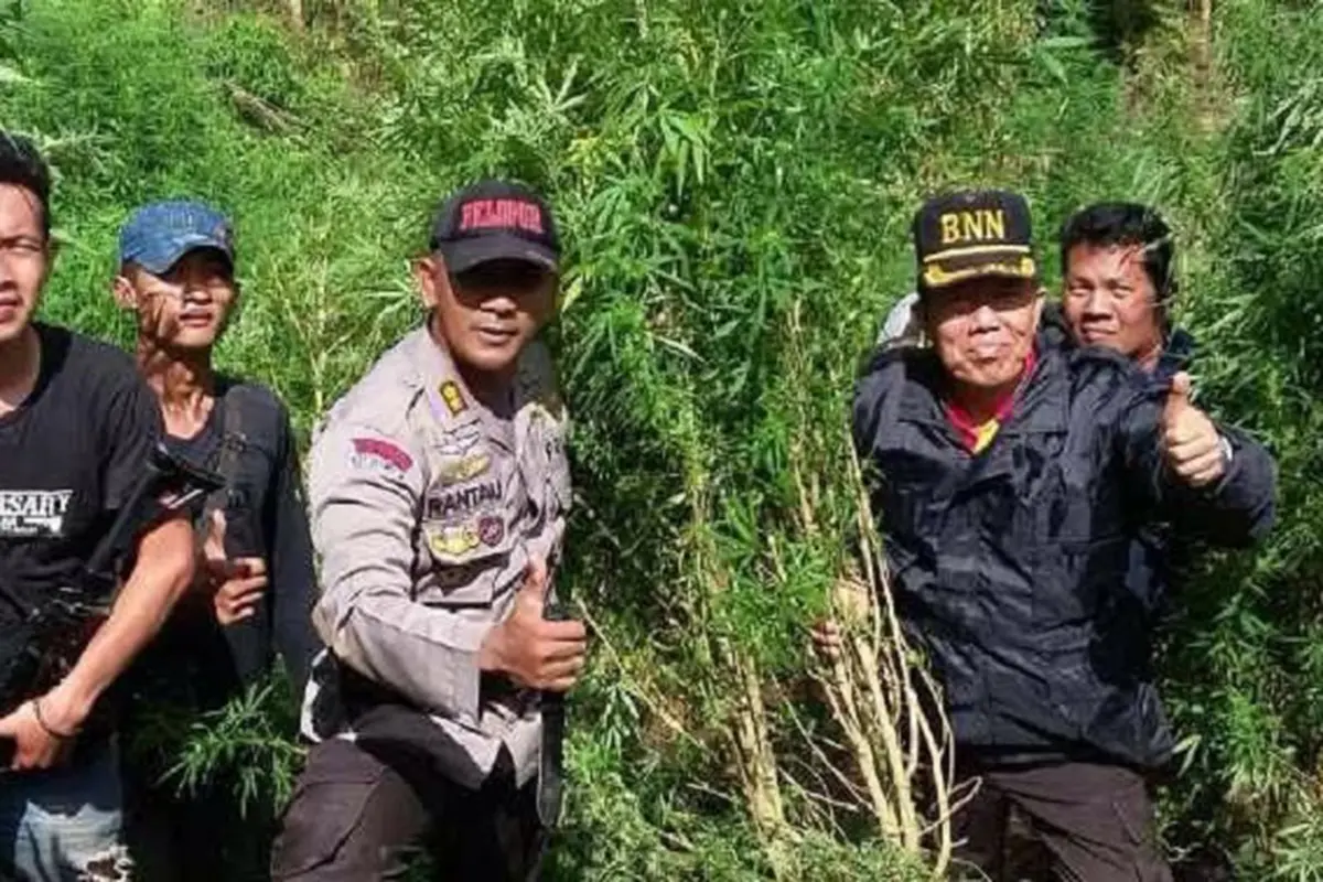 20160118-Ladang Ganja Sumsel 