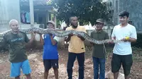 Warga Kampung Makrik RT 04/04, Rawalumbu, Bekasi Timur menangkap ular sanca, Sabtu (26/6/2021). (Liputan6.com/Fachrur Rozie)