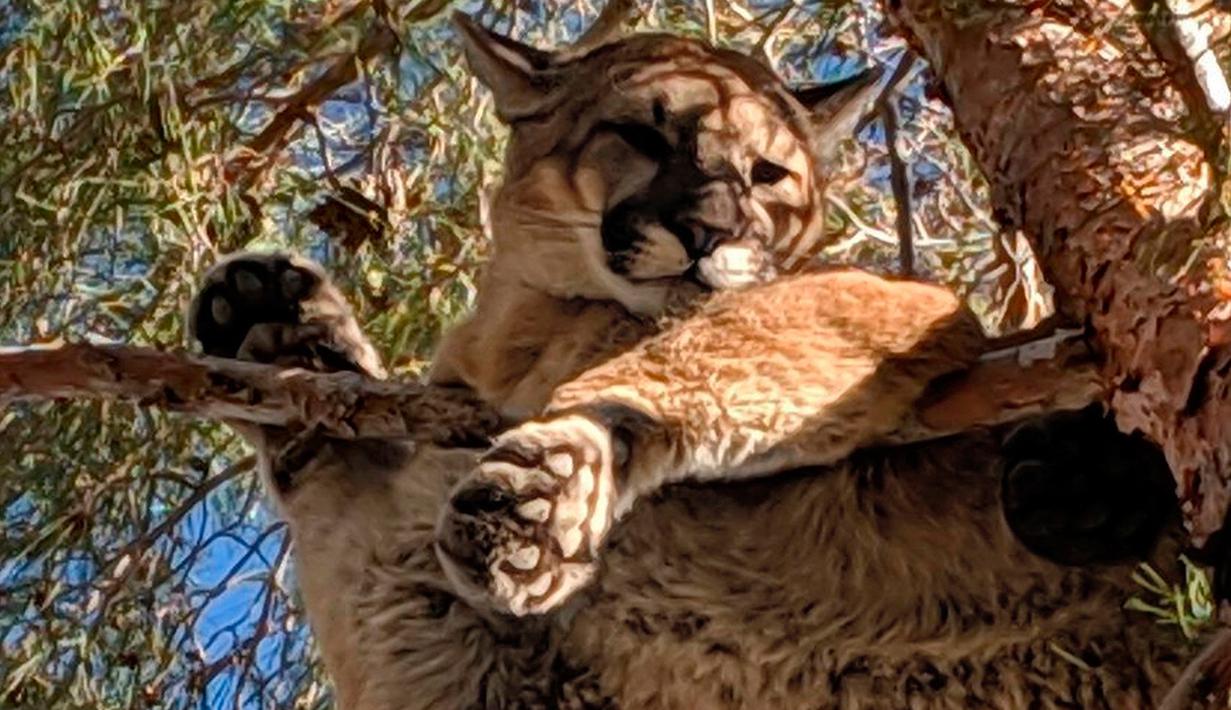 Seekor singa gunung ditemukan di atas pohon halaman belakang sebuah rumah di San Bernardino County, California, 16 Februari 2019. Singa itu bertengger di cabang setinggi sekitar 15 meter. (Rick Fischer/California Department of Fish & Wildlife via AP)