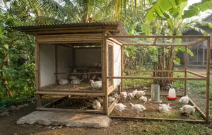 5 Model Kandang Ayam Broiler untuk 10 Ekor, Solusi Praktis Budidaya Skala Rumahan