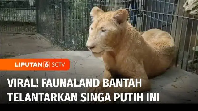 VIDEO: Viral Singa Putih di Faunaland Ancol Terlihat Lemas, Begini Klarifikasi Pihak Pengelola