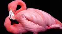 Burung Flamingo | foto : istimewa