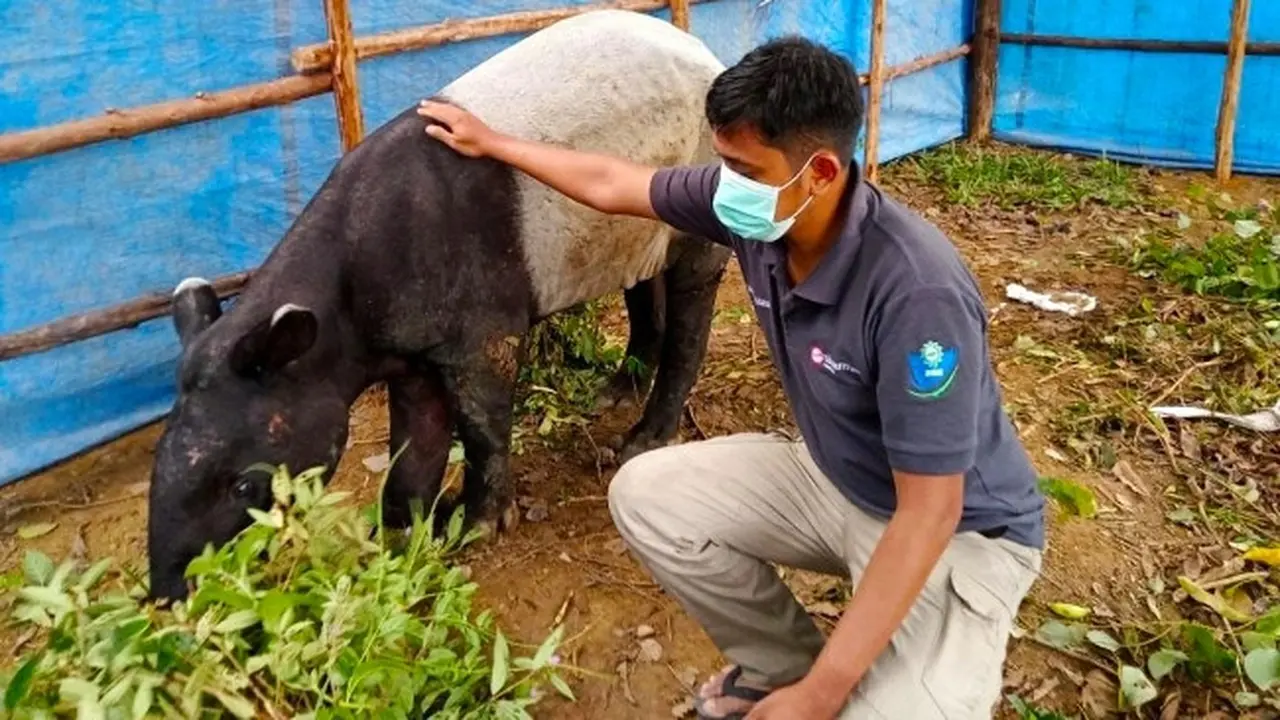 Kondisi terkini tapir terjerat yang sudah bisa berdiri dan mulai banyak makan.