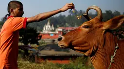 Seorang pendeta melakukan ritual keagamaan saat merayakan Festival Tihar/ Diwali di Kathmandu, Nepal, Minggu (30/10). Umat Hindu Nepal memperingati hari raya ini untuk memuja sapi yang dianggap sebagai figur suci. (REUTERS / Navesh Chitrakar)